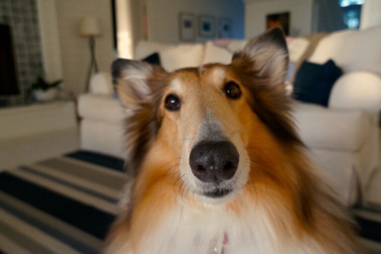 HVAC Blog 3 A close-up of a collie dog with brown and white fur sitting indoors on a striped rug, near a white sofa and cushions—enjoying the comfort of regular HVAC maintenance.